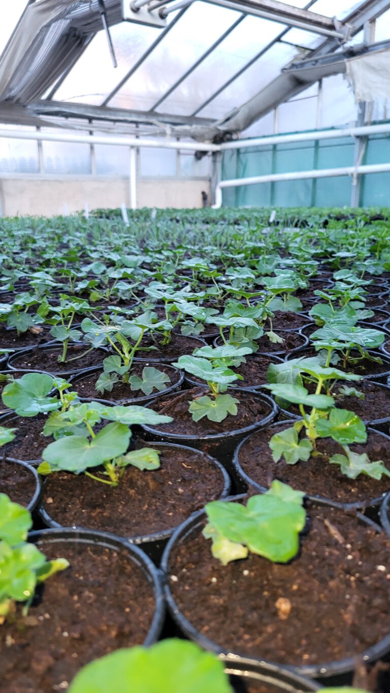 Read more about the article Unsere Jungpflanzen