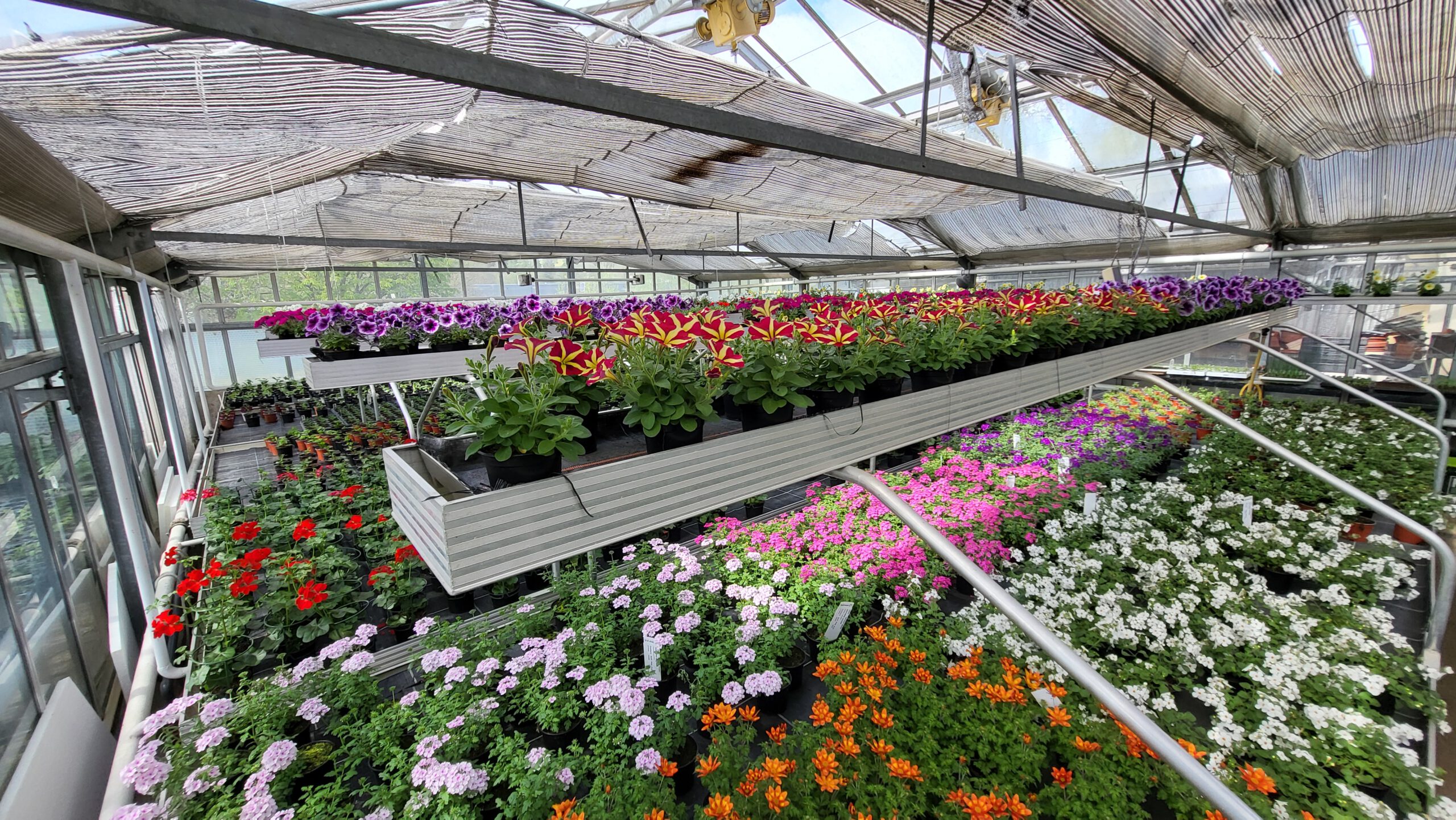 Read more about the article Die Sommerpflanzen wachsen und gedeihen